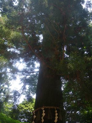 薬王院 表参道 天狗の腰掛け杉