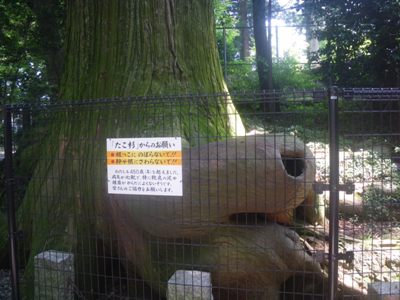 1号路(表参道) たこ杉(蛸杉)