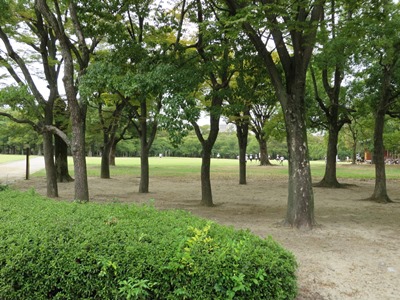 大阪城公園 西の丸庭園 並木道を北の縁にそって西に進む