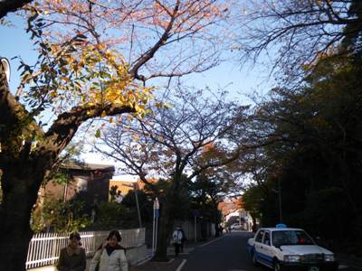 本牧桜道を北東に歩く
