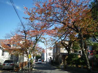 本牧桜道を北東に歩く