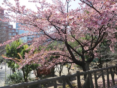 東郷元帥記念公園(東郷元帥邸跡部分) 満開の寒桜