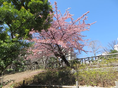 東郷元帥記念公園(上六公園部分) 満開の寒桜