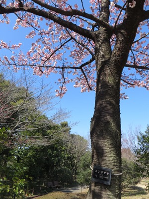 北の丸公園 吉田茂像脇の満開の寒桜