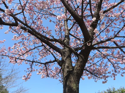北の丸公園 吉田茂像脇の満開の寒桜
