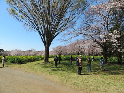 昭和記念公園 みんなの原っぱ 咲き乱れる菜の花の原っぱ東花畑
