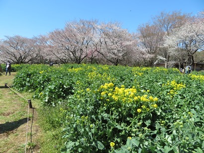 昭和記念公園 みんなの原っぱ 咲き乱れる菜の花の原っぱ東花畑