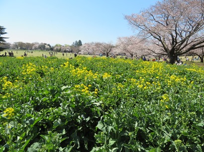 昭和記念公園 みんなの原っぱ 咲き乱れる菜の花の原っぱ東花畑