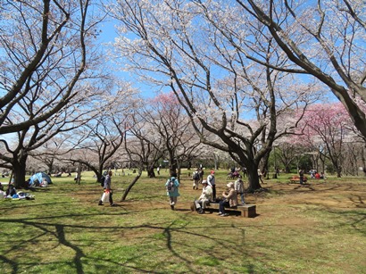 昭和記念公園 みんなの原っぱの東の桜並木