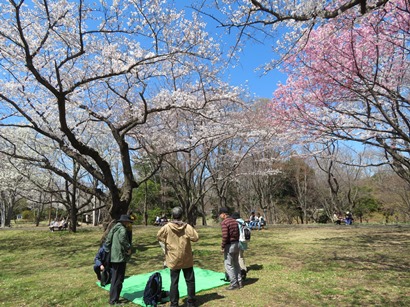 昭和記念公園 みんなの原っぱの東の桜並木で昼食