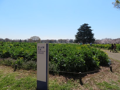 昭和記念公園 みんなの原っぱ 咲き乱れる菜の花の原っぱ東花畑