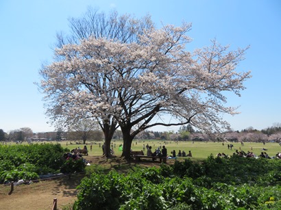 昭和記念公園 みんなの原っぱ