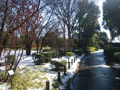 北の丸公園 新雪の遊歩道