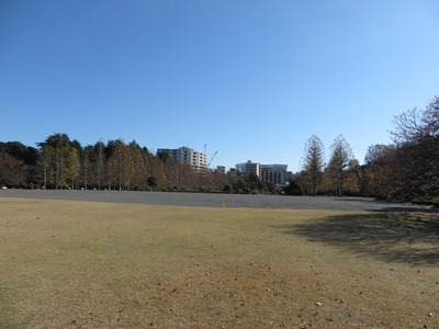 新宿御苑 イギリス風景式庭園
