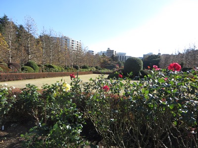 新宿御苑 フランス式整形庭園 南側散策路のバラの花壇
