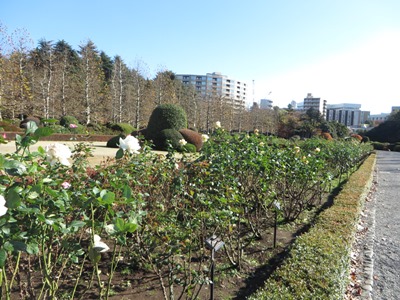 新宿御苑 フランス式整形庭園 南側散策路のバラの花壇