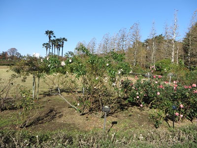 新宿御苑 フランス式整形庭園 南側散策路のバラの花壇