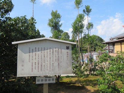 大徳寺　総見院　墓地　侘助椿