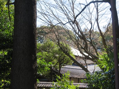 駒場公園 遊歩道を西進 旧前田侯爵邸(和館)