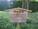 栗林公園　桜の馬場