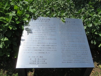 港の見える丘公園 ローズガーデン