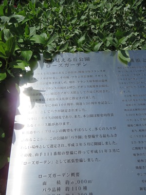 港の見える丘公園 ローズガーデン