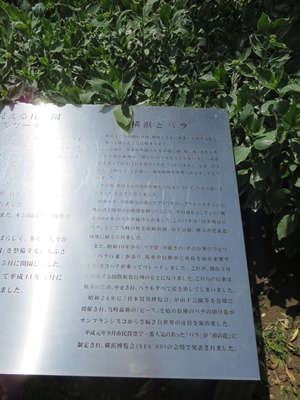 港の見える丘公園 ローズガーデン