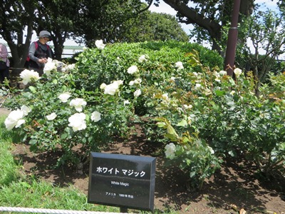 港の見える丘公園 ローズガーデン