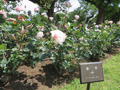 港の見える丘公園 ローズガーデン