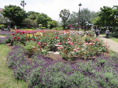 港の見える丘公園 ローズガーデン