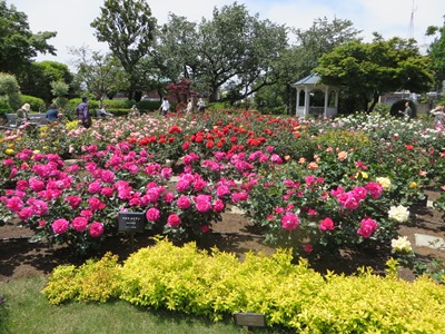 港の見える丘公園 ローズガーデン