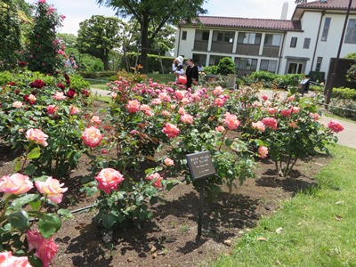 港の見える丘公園 ローズガーデン