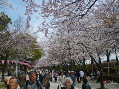 隅田公園西岸 満開の桜並木を上流に歩く