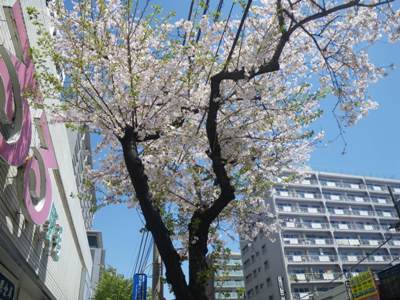 野毛大通り 満開の桜木