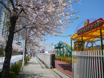 みなとみらい 散り始めた桜並木のさくら通り
