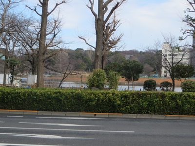 不忍通り 不忍池沿いに北上