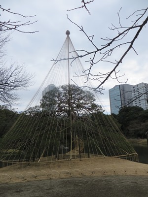 小石川後楽園 一つ松