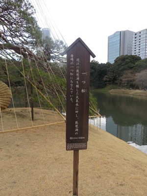 小石川後楽園 一つ松