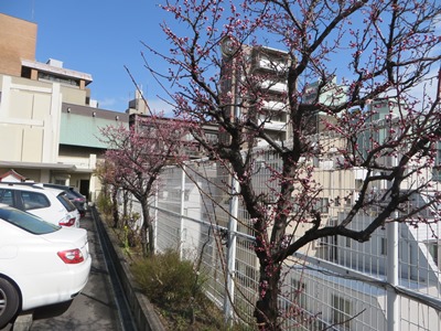 神田明神 境内東側フェンス沿いの梅