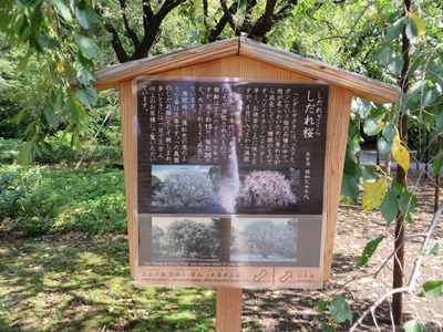 六義園 内庭 しだれ桜