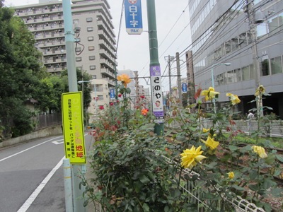 都電荒川線沿いに北上