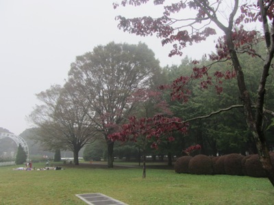 代々木公園 色付き始めた木立