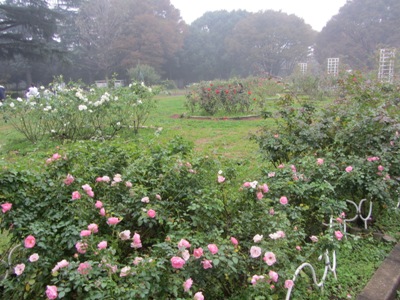 代々木公園 バラの園