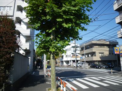 プラタナス並木を西進