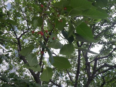 隅田川テラス(箱崎河岸緑道) 桜並木のサクランボ