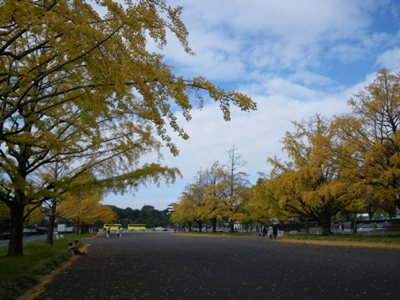 行幸通りのイチョウ並木を西進