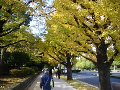 特例都道(中央官衙)176号のイチョウ並木を西進