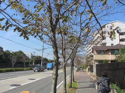 日に焼けて赤茶けた桜並木を北上