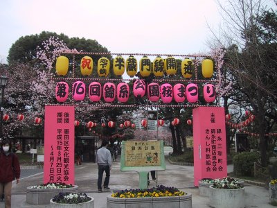 The Kinshi park which the cherry blossoms which just bloomed carry out here and there 